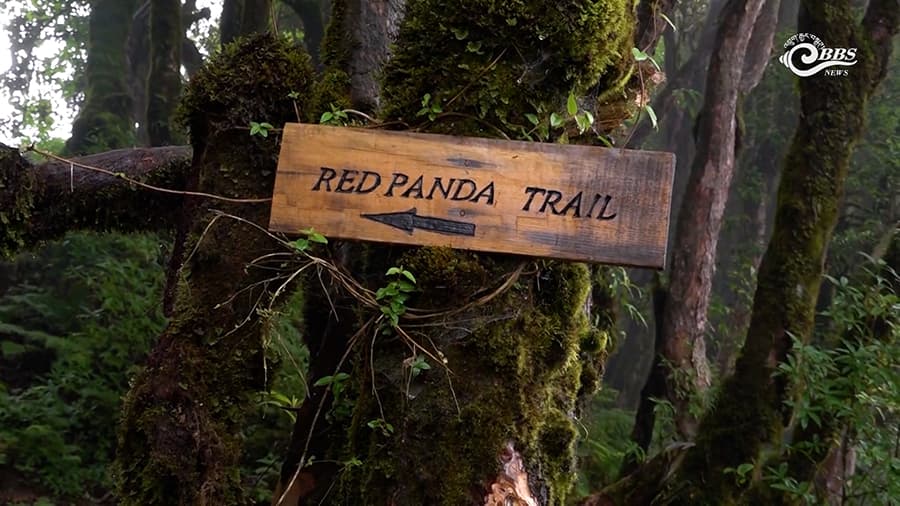 Tergola to become model for Red Panda conservation-led ecotourism
