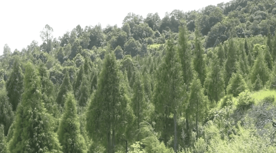 One man’s plantation helps preserve an age-old tradition