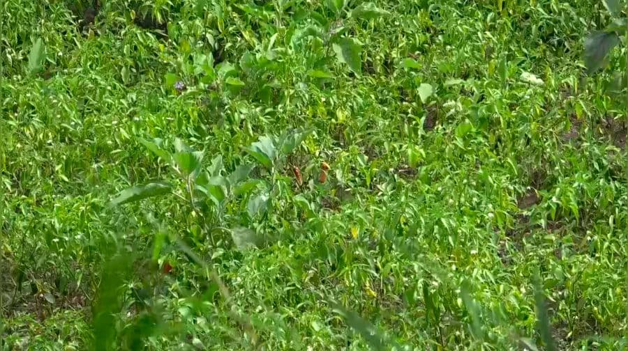 Hailstorm damages chilli saplings, hits farmers’ income