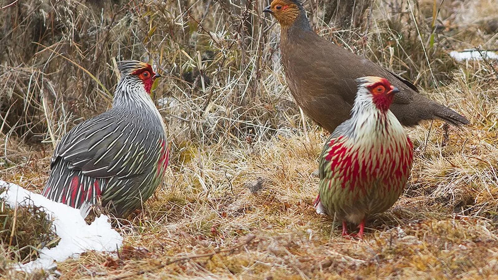 Phrumsengla National Park