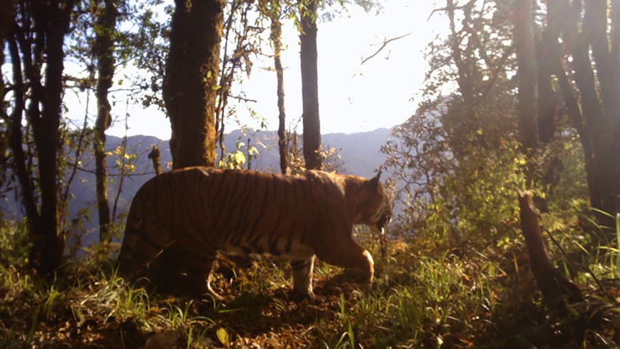 Three community projects launched to promote human-tiger coexistence