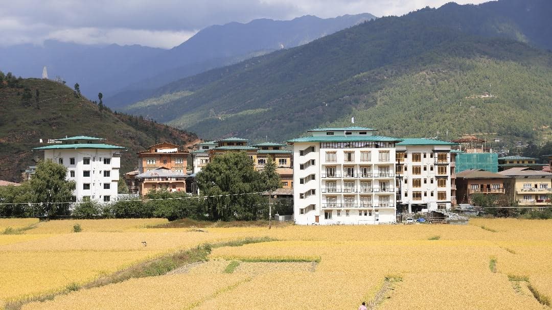 Golden Paddyfield