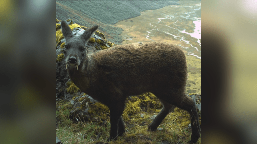 Musk deer survey data now being analysed