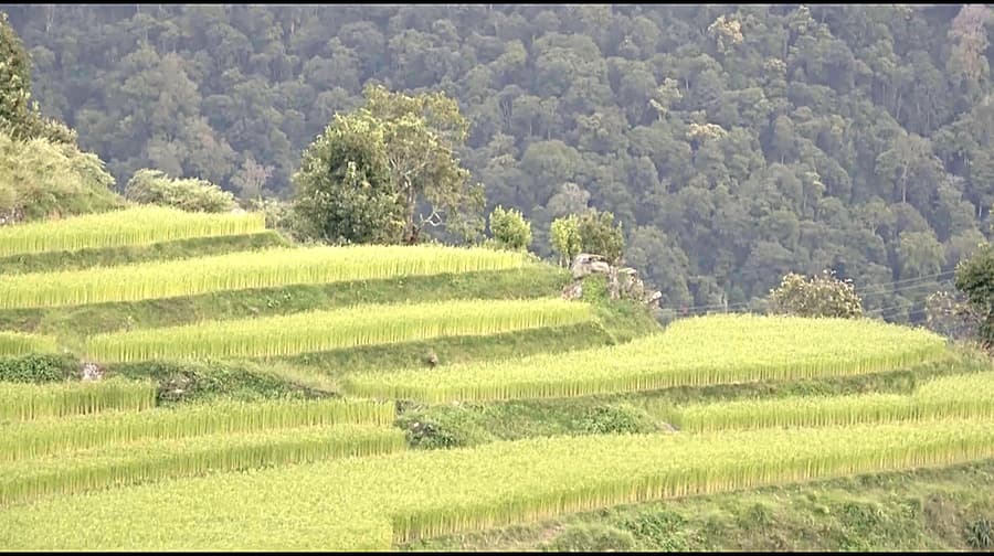 New irrigation channel brings hope to farmers in Trongsa